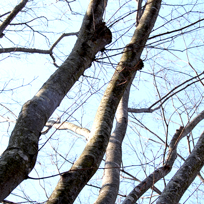 treeDSC_0003
