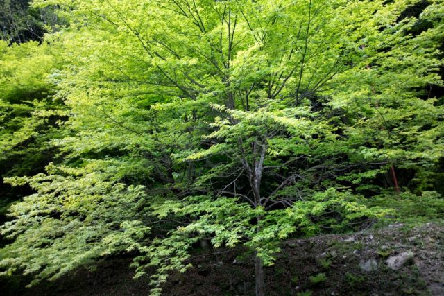 20160501-DSC_0700